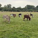 Avec Piscine Et Animaux Graulhet