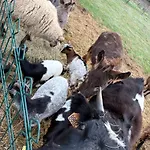 Avec Piscine Et Animaux Oda ve Kahvaltı 4*
