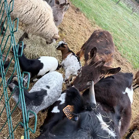 Avec Piscine Et Animaux Frühstückspension 4*